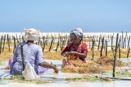 Zanzibar, Tanzania - november 11, 2019 : Women harvest the seaweed for soap, cosmetics and medicin...