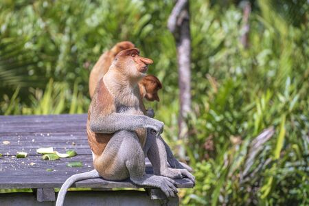 Wild Proboscis monkey or Nasalis larvatus, in the rainforest of island Borneo, Malaysia, close up