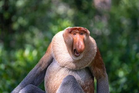Wild Proboscis monkey or Nasalis larvatus, in the rainforest of island Borneo, Malaysia, close upの写真素材