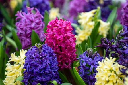 Beautiful colorful Vietnamese flowers Tien Ong adorn a flower bed in Danang, Vietnam, close up