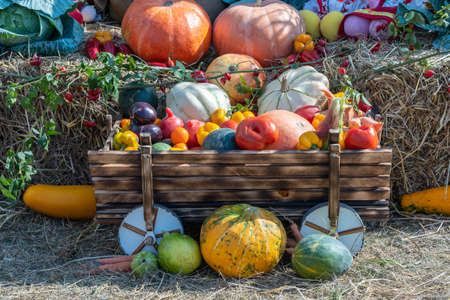 Harvest autumn vegetables, close up. Pumpkins, tomatoes, melons, peppers, eggplants and other autumn vegetebles. Organic food background. Autumn food concept. Healthy organic harvest vegetablesの写真素材