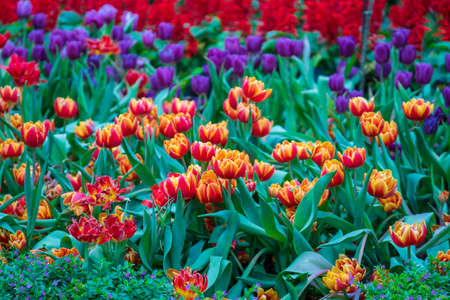 Beautiful colorful red and yellow tulips background. Field of spring flowers. Flower bed tulips in Danang, Vietnam, close upの写真素材