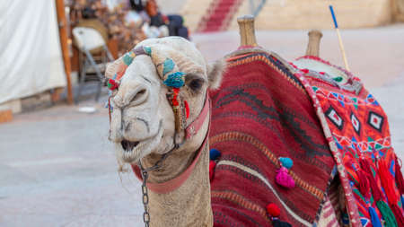 Muzzle camel in Sharm el Sheikh, Egypt, close up. Animal in desert, North Africa