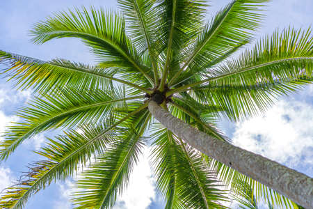 Close up of green coconuts hanging on a palm tree against a blue sky, Thailand