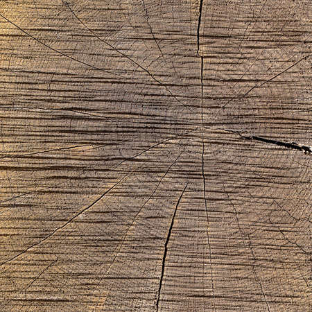 Close up macro view of end cut wood tree section with cracks and annual rings. Natural organic texture with cracked and rough surface. Flat wooden surface with annual rings.の写真素材