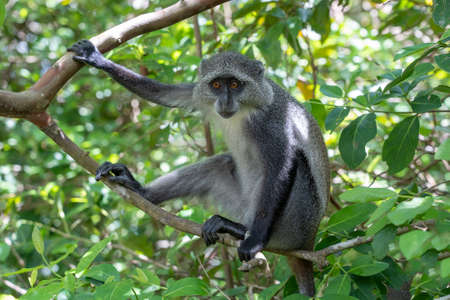 Wild endemic blue monkey sitting on the branch in tropical forest on the island of Zanzibar,...