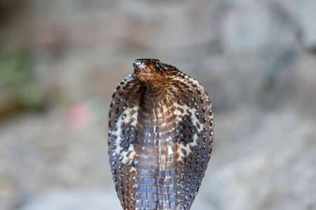 Indian cobra in Rishikesh, India. Cobra snake close up portrait