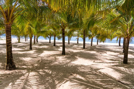 Green coconut palm trees on white sandy beach near South China Sea on the island of Phu Quoc, Vietnam. Travel and nature conceptの写真素材