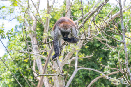 Wild red colobus monkey sitting on the branch in tropical forest on the island of Zanzibar, Tanzania, East Africaの写真素材