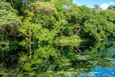 Green tropical trees on a lake with reflection, Tanzania, east Africaの写真素材