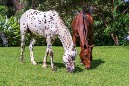Horse grazing on green grass in the tropical garden. Tanzania, east Africaの写真素材