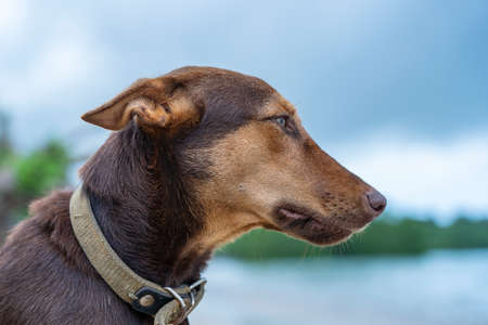 Brown dog on the beach near sea on the island of Zanzibar, Tanzania, east Africa, close upの写真素材