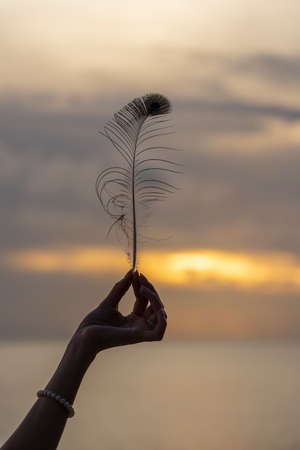 Female hand holds peacock feather against a beautiful sunset near sea on the tropical beach, close upの写真素材