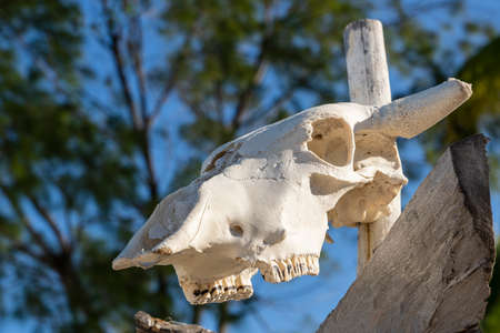 White skull of a buffalo on a wooden stick on the island of Zanzibar, Tanzania, East Africa, close upの写真素材