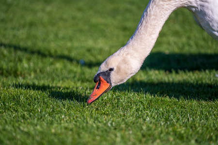 White swan eating green grass on a lawn at sunny day, close up. Kyiv, Ukraineの写真素材