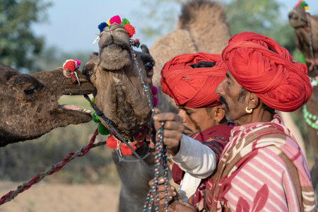 PUSHKAR, INDIA - NOVEMBER 14, 2018: Indian men and herd camels in desert Thar during Pushkar Camel Mela near holy city Pushkar, Rajasthan, India. This fair is largest camel trading fair in the worldのeditorial素材