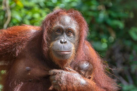 Female orangutan with her baby in the rainforest of island Borneo, Malaysia, close up. Orangutan mom and baby in natureの写真素材