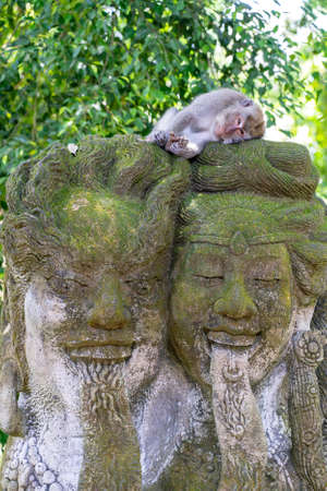 Portrait of a monkey sitting on a stone sculpture at sacred monkey forest in Ubud, island Bali, Indonesia. Close upの写真素材