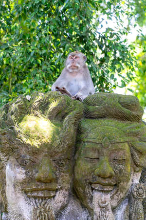 Portrait of a monkey sitting on a stone sculpture at sacred monkey forest in Ubud, island Bali,...