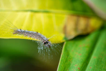 Caterpillar on old green leaf in tropical jungle. Island Bali, Indonesia. Close up caterpillarの写真素材