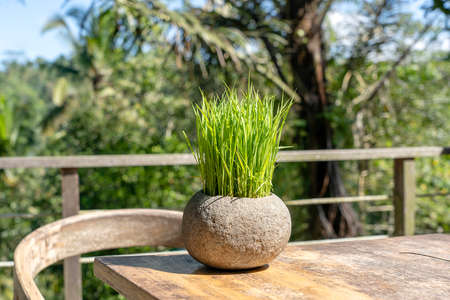 Green rice sprouts in a stone flower pot on a wooden table in empty cafe next to the tropical jungle in island Bali, Indonesia, close upの写真素材