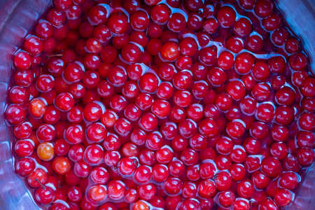 Ripe red viburnum close up. Many berries viburnum in water. Background of red berries, cooked for...