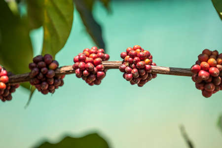 Coffee tree with ripe berries on farm, Dalat, Vietnam, close upの写真素材