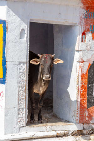 Indian holy cow in door of the typical Indian house, Pushkar, Rajasthan, India. Close upの写真素材