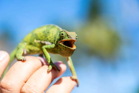 Closeup of a chameleon sitting on a hand on the island of Zanzibar, Tanzania, East Africaの写真素材