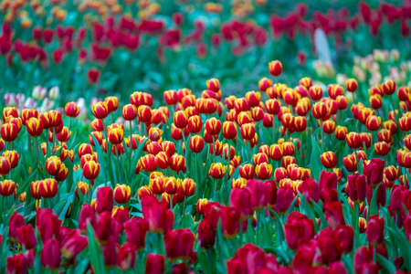 Beautiful colorful red and yellow tulips background. Field of spring flowers. Flower bed tulips in Danang, Vietnam, close upの写真素材