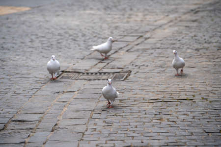 Four white pigeons walk on the sidewalk in Da Nang, Vietnam. Close upの写真素材