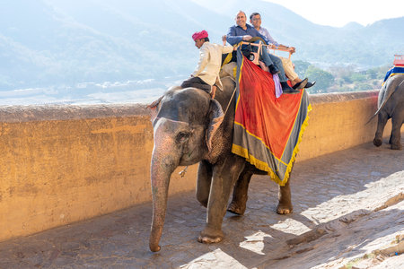 JAIPUR, INDIA - NOVEMBER 26, 2018: Decorated elephants ride tourists on the road on Amber Fort in the old city of Jaipur, Rajasthan, Indiaのeditorial素材