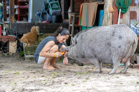 KOH PHANGAN, THAILAND - DECEMBER 12, 2018: European girl feeds a big pig on the beach in the tropical island of Koh Phangan, Thailand. Close upのeditorial素材