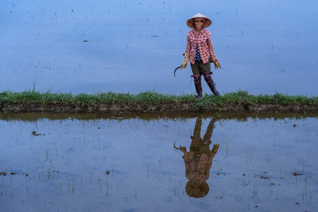 Hoi An, Vietnam - June 13, 2020: Vietnamese old woman working in a rice field in the evening near Hoi An, Vietnamのeditorial素材