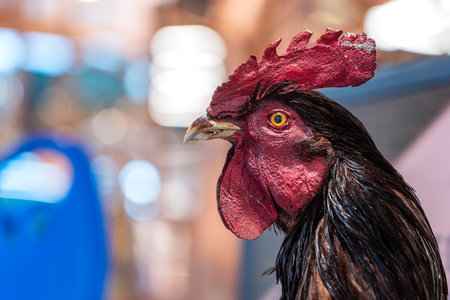 Dummy rooster head with red comb, close upの写真素材