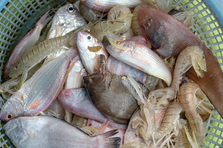 Sea fresh shrimps and fish at street market in Thailand. Seafood concept. Raw prawns for cooking, close upの写真素材