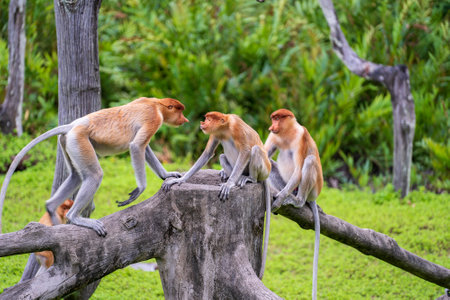 Wild Proboscis monkey or Nasalis larvatus, in the rainforest of island Borneo, Malaysia, close up. Monkey is sitting on a treeの写真素材
