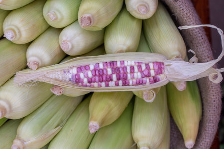 Organic, fresh, sweet corn for sale at a local farmers street market in Bali, Indonesia. Close up....