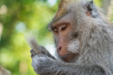 Wild monkey examines its tail at sacred monkey forest in Ubud, island Bali, Indonesia. Close upの写真素材
