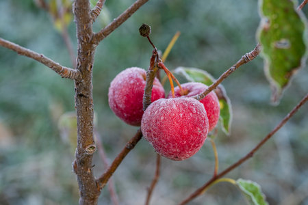 Fresh red apples on tree in the first frost, close up. Red apples with hoarfrost after the first morning frost, Ukraineの写真素材