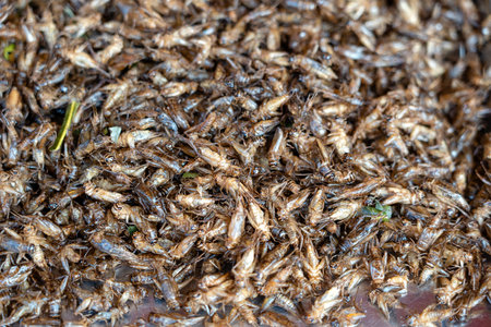 Deep fried Cicada is one of the normal traditional local Thai food in Thailand. They are deep fried...