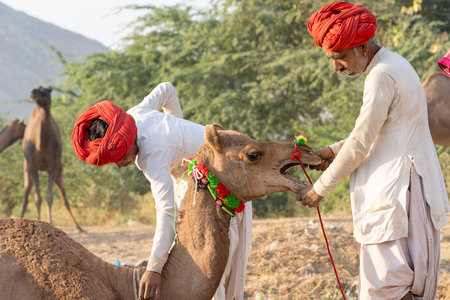 PUSHKAR, INDIA - NOVEMBER 14, 2018: Indian men and herd camels in desert Thar during Pushkar Camel...