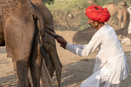 PUSHKAR, INDIA - NOVEMBER 14, 2018: Indian men and herd camels in desert Thar during Pushkar Camel...