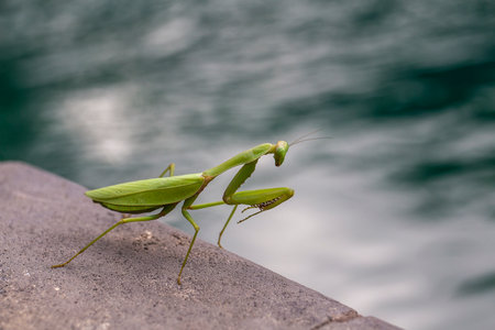 Praying mantis, mantis religiosa, closeup. Island Bali, Indonesiaの写真素材