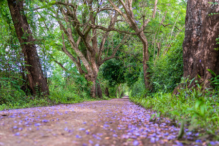 The long way of road beside big green trees like tree tunnel way. Tanzania, east Africa.の写真素材