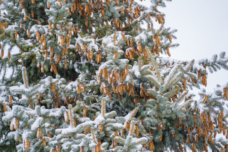The cones on the pine tree crown. Pine cocoon in winter, close up
