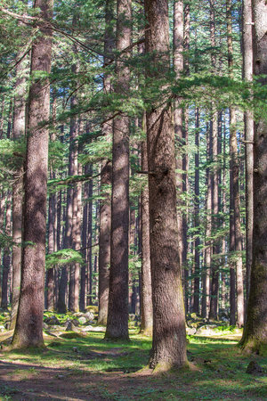 Pine trees forest at Manali, Himachal Pradesh state, India. Beautiful deodar forest