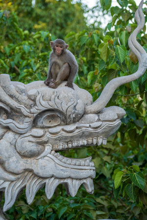 Portrait of a wild monkey sitting on a stone sculpture of a dragon at buddhist temple in Danang, Vietnam. Close upの写真素材