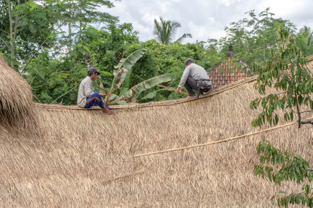 UBUD, BALI, INDONESIA - MARCH 24, 2019: Local men fixing a new straw roof in Ubud, island Bali, Indonesia. Construction workers working on a building thatch roofのeditorial素材