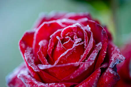 Red rose flower in the first frost, close up. Rose covered with hoarfrost after the first morning frost, Ukraineの写真素材